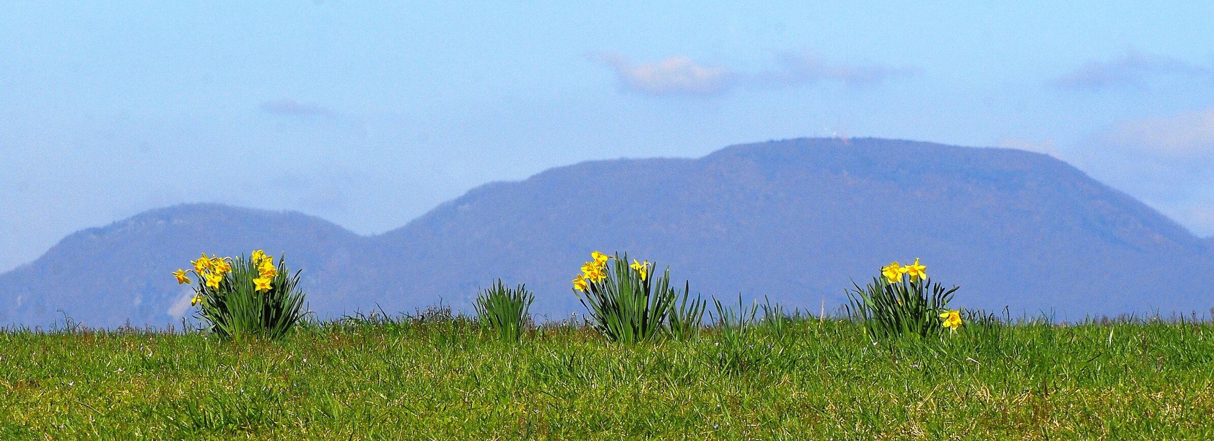 010123daffodils DO NOT REUSE
